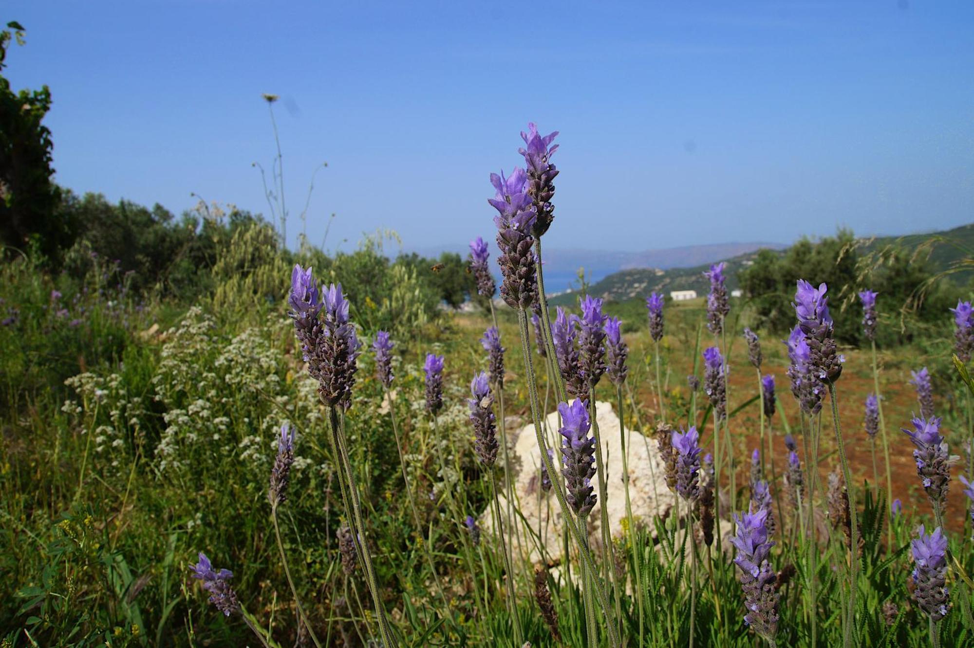 Mulberry Hill - Amazing Panoramic Views - Kissamos Appartement Buitenkant foto